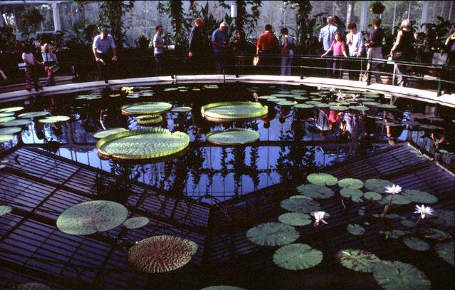 [Waterlily pond] 