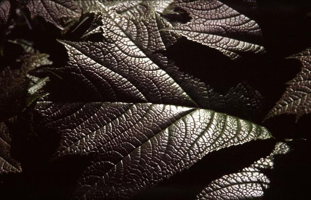  [Shiny leaf] 