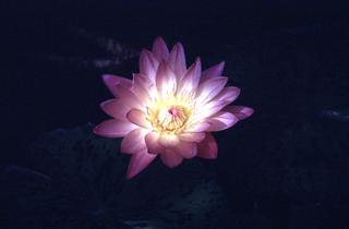  [Waterlily flower] 