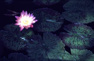  [Waterlily flower] 