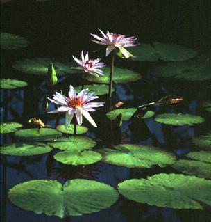  [Waterlily flower] 