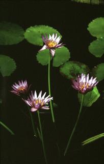  [Waterlily flowers] 