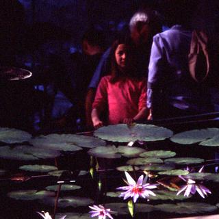  [Waterlily] 