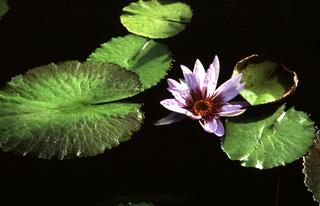  [Waterlily] 