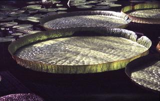  [Waterlily pads] 
