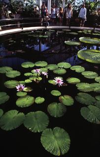  [Waterlily pond] 