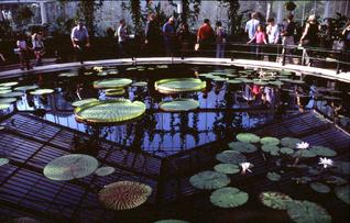  [Waterlily pond] 