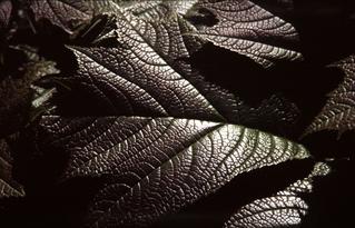  [Shiny leaf] 