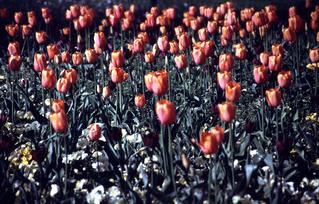  [Tulips] 