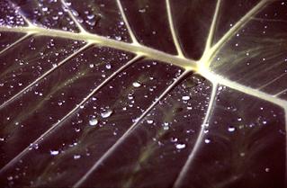  [Wet leaf] 