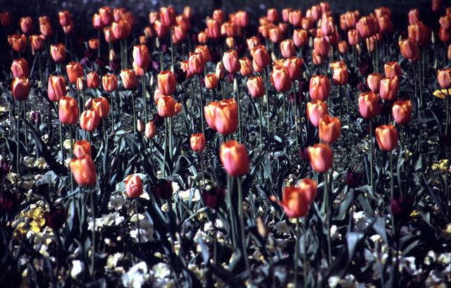  [Tulips] 