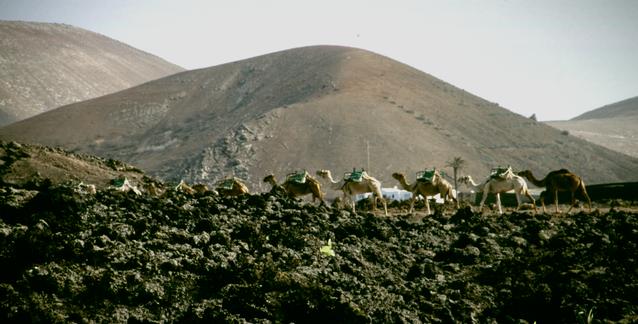  [Camels] 