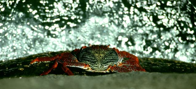  [Red-legged crab] 