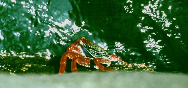  [Red-legged crab] 