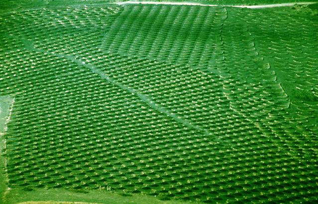  [Cultivation] 
