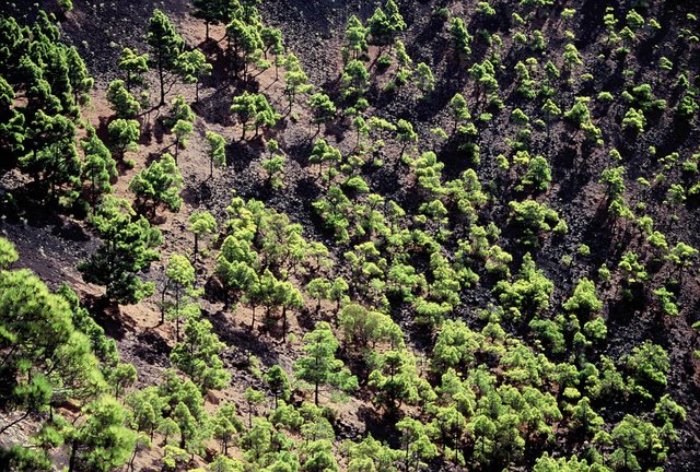  [Pine trees] 
