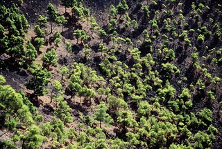  [Pine trees] 