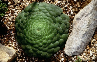  [Cactus] 