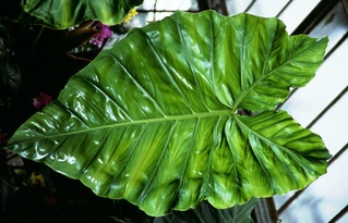  [Leaf] 