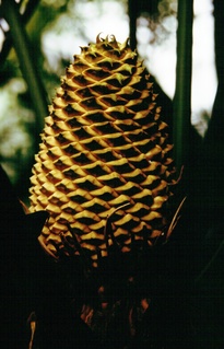  [Cone] 