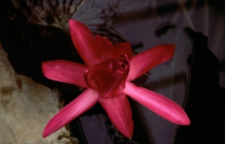  [Waterlily flower] 