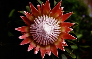  [Protea king] 