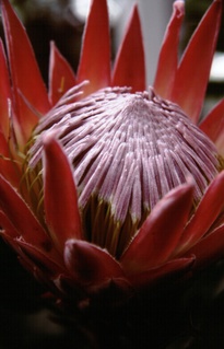  [Protea king] 