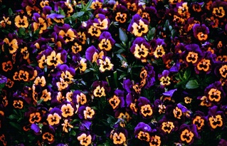  [Pansies] 