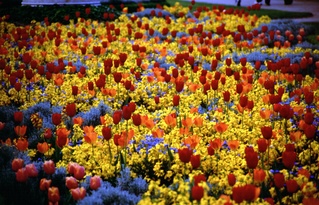  [Tulips] 