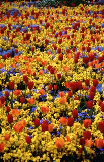  [Tulips] 