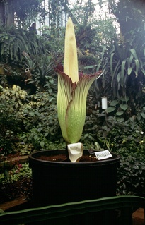  [Titan Arum] 
