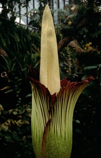  [Titan Arum] 