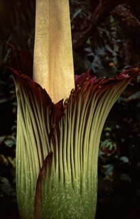  [Titan Arum] 