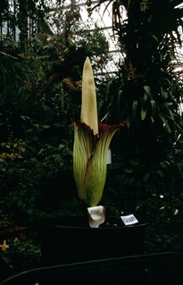  [Titan Arum] 