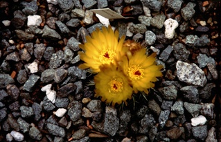  [Yellow Cactus] 