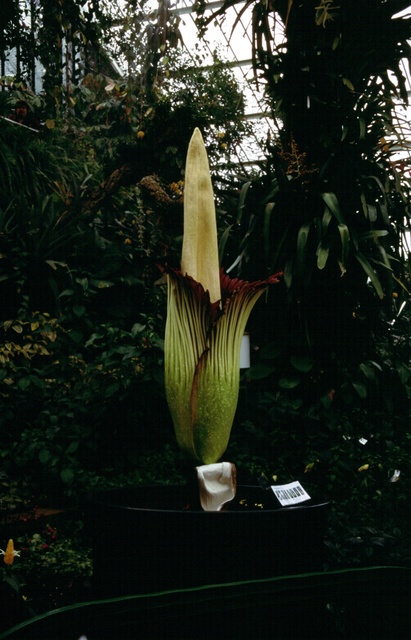  [Titan Arum] 