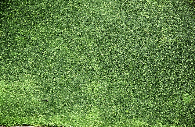  [Canal weed] 