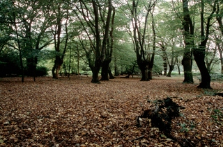 [epping1.jpg] 
