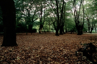  [epping2.jpg] 