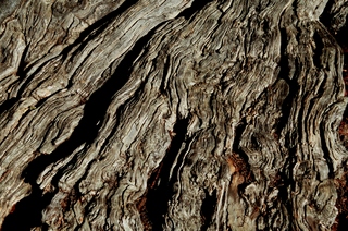  [Bark] 