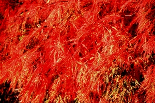  [Acer] 