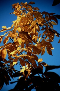  [Leaves] 