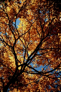  [Leaves] 
