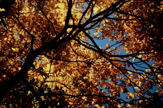  [Leaves] 