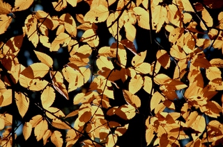  [Leaves] 