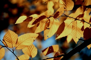  [Leaves] 
