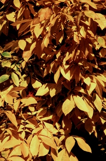  [Leaves] 