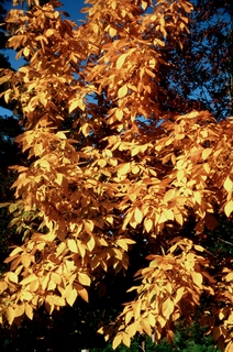  [Leaves] 