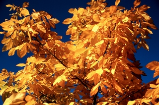  [Leaves] 