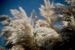  [Pampas grass] 
